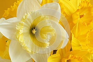 Bouquet of white and yellow daffodils on a yellow background. Closeup