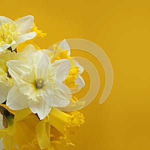 Bouquet of white and yellow daffodils on a yellow background. Closeup