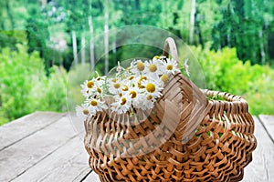 Bouquet of wild daisies collected in a basket. The concept of collecting medicinal plants