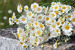 Bouquet of wild daisies