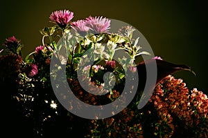 Bouquet of wild flowers on a dark background