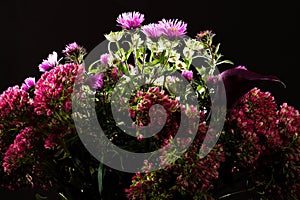 Bouquet of wild flowers on a dark background