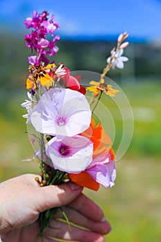 Bouquet of wild flowers in hand against the blue sky