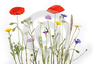 Bouquet of wild flowers isolated on white background. Field flowers pure natural and nice for insects and decorative.