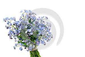 Bouquet of wild forget me not flowers. Bunch of blossom forget-me-not, myosotis flowers on white