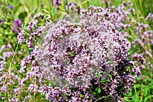 Bouquet of wild marjoram