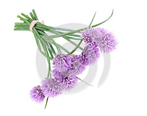 Bouquet of wild onions - Allium schoenoprasum, on an isolated white background. Concept for healthy organic