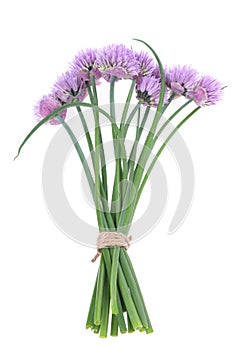 Bouquet of wild onions - Allium schoenoprasum, on an isolated white background. Concept for healthy organic