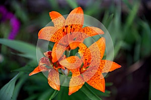 Bouquet of wild orange flowers seen from above