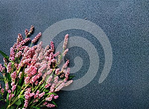 Bouquet of wild pink flowers on a dark gray granite background