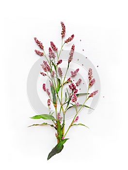 Bouquet of Wild Pink Flowers isolated on White Canvas Background, Real Shadow.