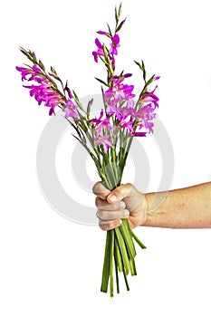 Bouquet of wild purple flowers in springtime