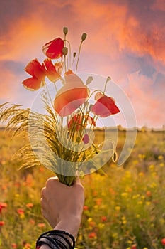 Bouquet of wild red poppies in woman hand on a Summer field with beautiful sky.
