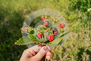 A bouquet of wild strawberries in hand for background