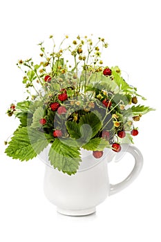 Bouquet of wild strawberry