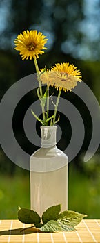 Bouquet Wild Yellow Flowers Elecampane Stands in a Vase of Water on a Table in the Garden