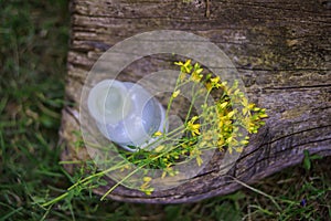 bouquet of wild yellow Hypericum flowers collected in summer on a meadow for preparation of medicines and tinctures. clear bottle