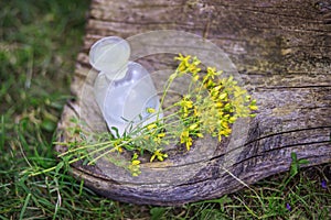 bouquet of wild yellow Hypericum flowers collected in summer on a meadow for preparation of medicines and tinctures. clear bottle