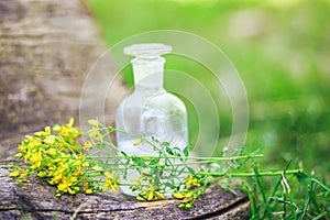 bouquet of wild yellow Hypericum flowers collected in summer on a meadow for preparation of medicines and tinctures. clear bottle