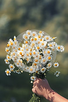 A bouquet of wildflowers daisies gives a child's hand