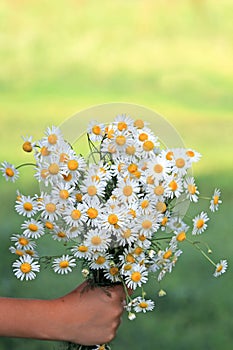 A bouquet of wildflowers daisies gives a child's hand