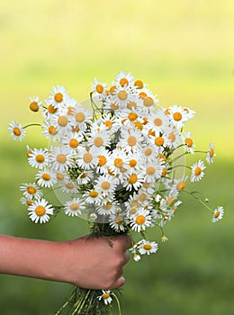 A bouquet of wildflowers daisies gives a child's hand