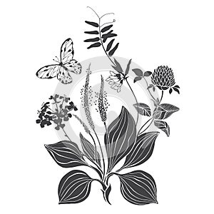 A bouquet of wildflowers and herbs with butterfly. Summer background. Black and white vector illustration. Isolated element