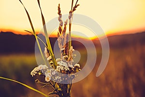 Bouquet of wildflowers at sunset of a summer sunny day against a background of a field and a gradient sky