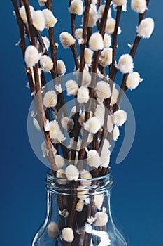 A bouquet of willow in a transparent glass vase on a blue background. There is copy space for text.