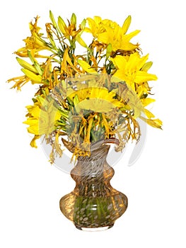 Bouquet of wilted yellow daylily flowers in a glass vase Isolated on a white background. Very beautiful flowers
