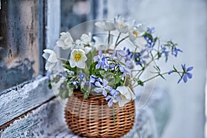 Bouquet of wood anemone, Phlox divaricata, creeping speedwell in a basket