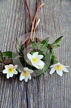 A bouquet of wood anemones