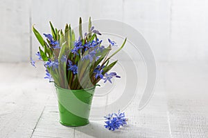 Bouquet of wood squill.