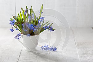Bouquet of wood squill flowers