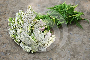 Bouquet of yarrow