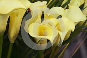 Bouquet of yellow calla lilies.