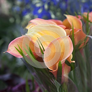 Bouquet of yellow calla lilies.