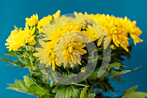 Bouquet of yellow chrysanthemums on a classic blue background. Yellow flowers on classic blue. A pot of yellow