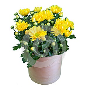 Bouquet of yellow chrysanthemums isolated on white background. Chrysanthemum flower in a vase