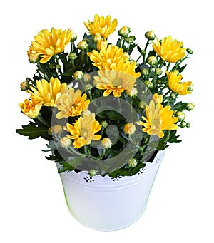 Bouquet of yellow chrysanthemums isolated on white background. Chrysanthemum flower in a vase