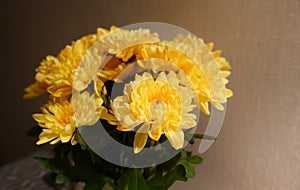 Bouquet of yellow chrysanthemums in a vase in the evening light