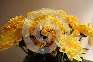 Bouquet of yellow chrysanthemums in a vase in the evening light