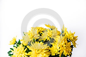 Bouquet of yellow chrysanthemums on a white background. Yellow flowers on a white background. Flowerpot of yellow