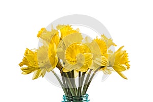 Bouquet of yellow daffodil flowers in a jar