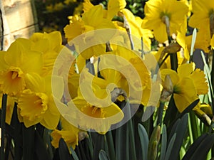 Bouquet of yellow daffodils in closeup and in contraste photo