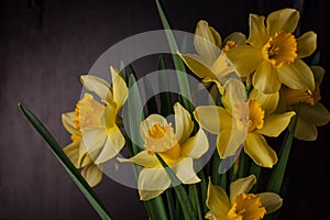 Bouquet of yellow daffodils on dark background. Spring blooming flowers Easter blog site banner low key modern style