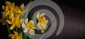 Bouquet of yellow daffodils on dark background. Spring blooming flowers Easter blog site banner low key modern style