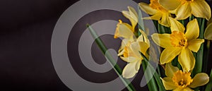 Bouquet of yellow daffodils on dark background. Spring blooming flowers Easter blog site banner low key modern style