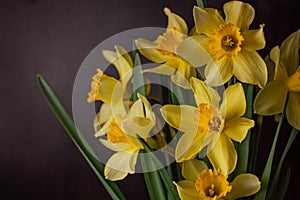 Bouquet of yellow daffodils on dark background. Spring blooming flowers Easter blog site banner low key modern style