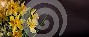 Bouquet of yellow daffodils on dark background. Spring blooming flowers Easter blog site banner low key modern style